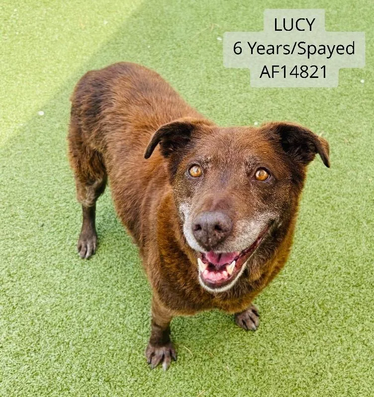 Lucy