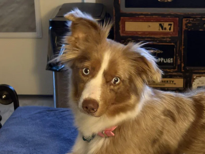 A young medium-sized female Australian Shepherd dog named Sugar for adoption in Dallas, TX