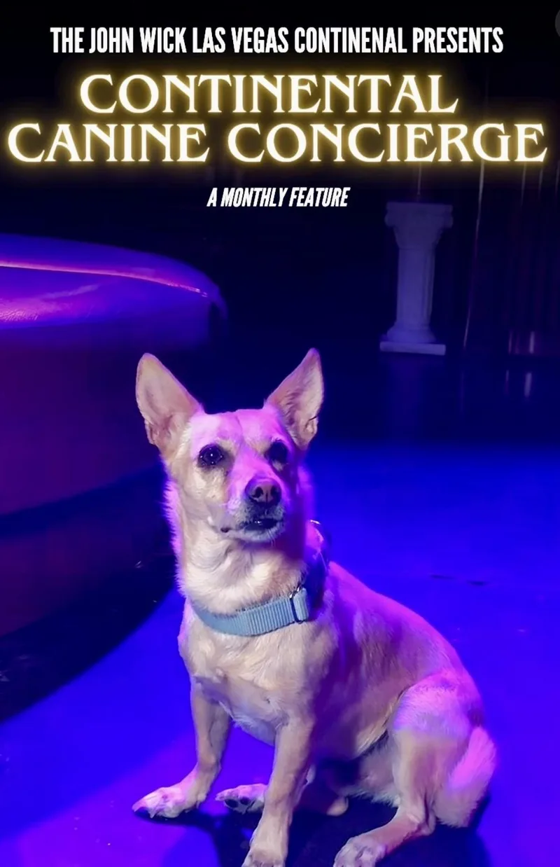 An adult small-sized male Chihuahua dog named Max for adoption in Las Vegas, NV