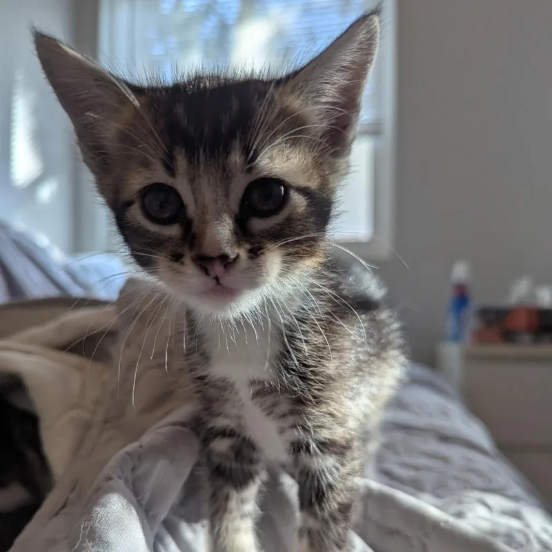 A baby small-sized male Black Domestic Short Hair cat named Puffin for adoption in Tustin, CA
