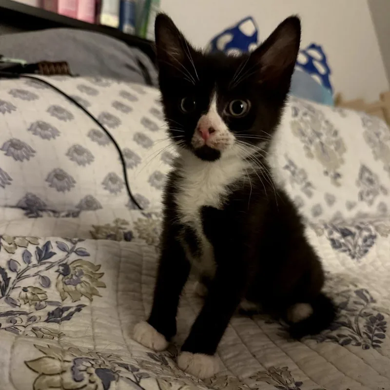 A baby small-sized male Black Domestic Short Hair cat named Greg for adoption in Waldorf, MD