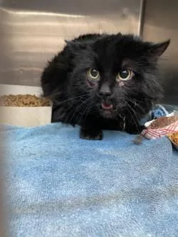 An adult large-sized male Black Domestic Long Hair cat named Salvador Dalí for adoption in El Paso, TX