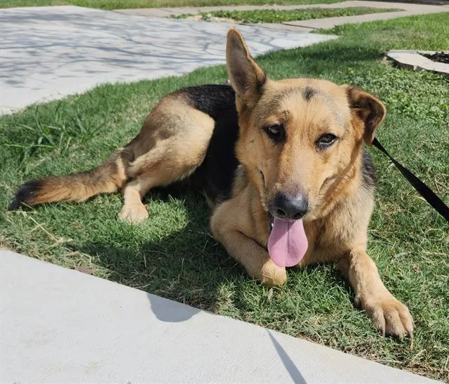 A young large-sized female German Shepherd Dog dog named Nikki for adoption in San Antonio, TX