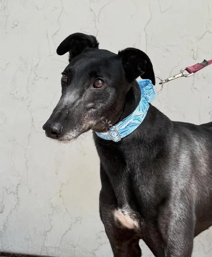 An adult large-sized male Black Greyhound dog named Ricky for adoption in Coon Rapids, MN