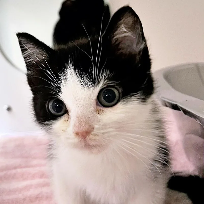 A baby medium-sized male Domestic Short Hair cat named Thomas O'malley for adoption in Columbia, IL