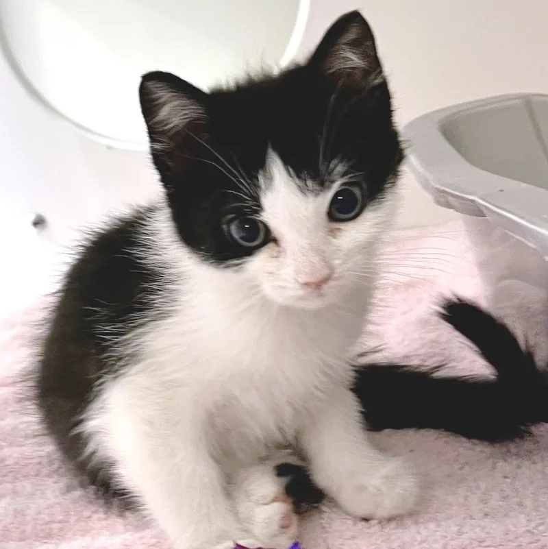 Thomas O'malley thumbnail 2