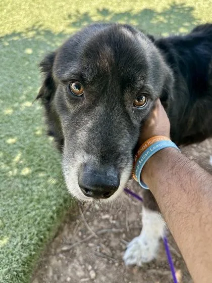 An adult large-sized female Black Mixed Breed dog named Mighty Maisie for adoption in Wichita, KS