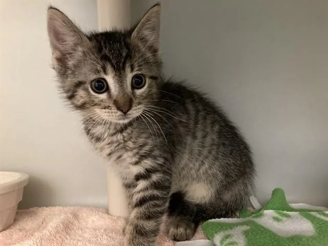 A baby medium-sized male Domestic Short Hair cat named Hopper for adoption in Salinas, CA