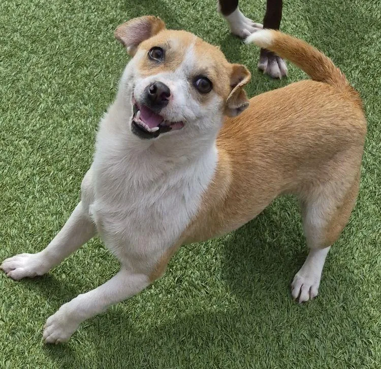 An adult small-sized male Golden Jack Russell Terrier dog named Byron for adoption in Carrollton, TX