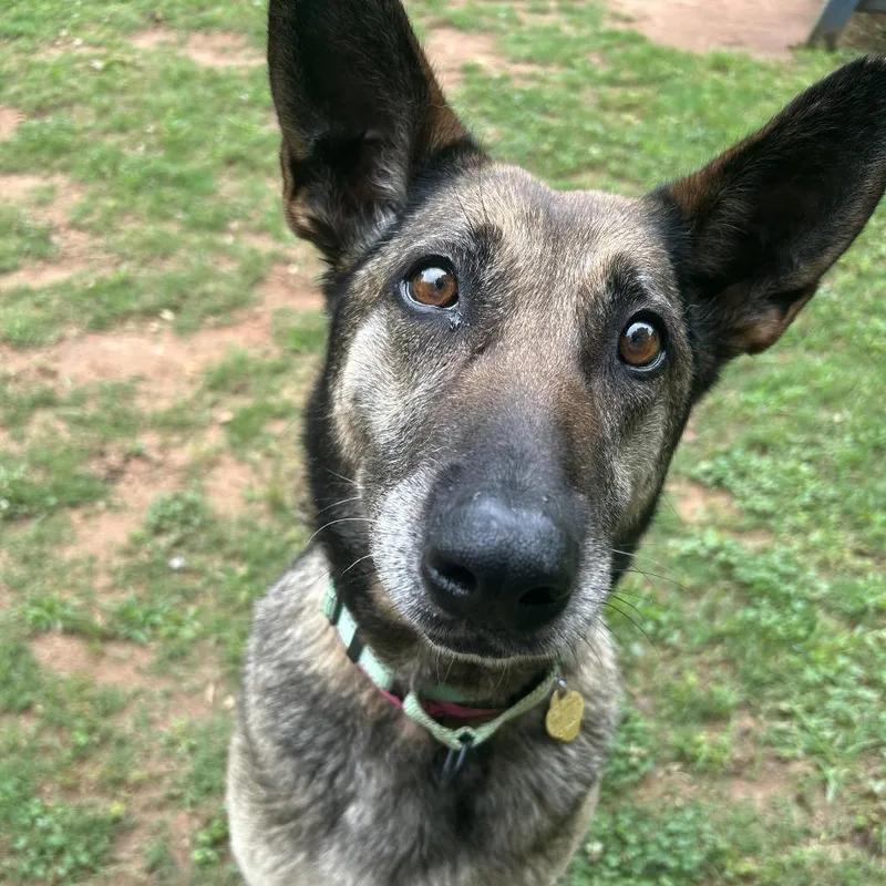 An adult large-sized female Brown / Chocolate Mixed Breed dog named Joni for adoption in Auburn, AL