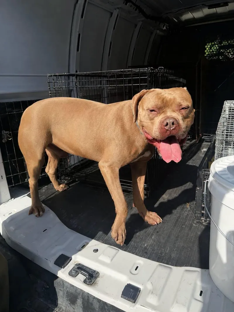 A young medium-sized male Mastiff dog named HeMan for adoption in Rowlett, TX