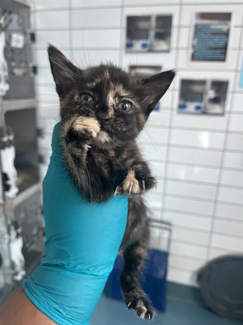 A baby small-sized female Domestic Short Hair cat named Ink for adoption in Pearland, TX