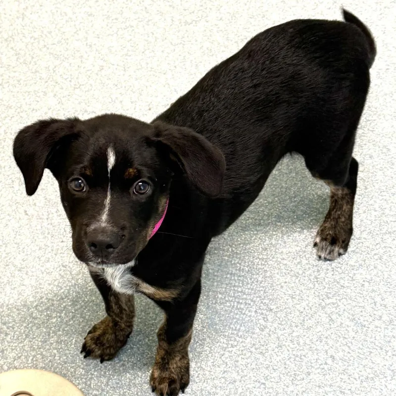 A baby small-sized male Black Mixed Breed dog named Zeus for adoption in Briarcliff Manor, NY