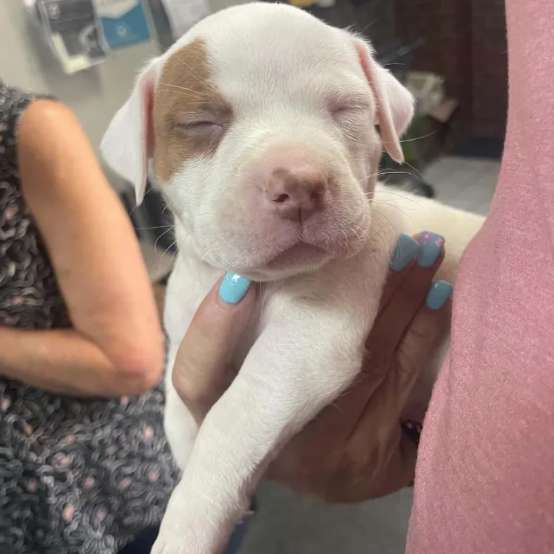 A baby medium-sized female White / Cream Pit Bull Terrier dog named Carmel for adoption in Wichita, KS