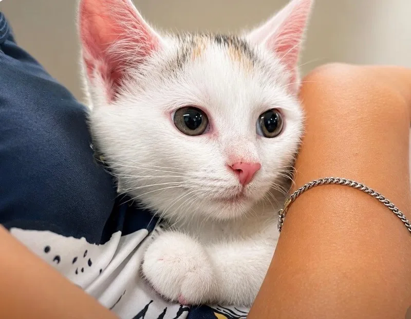 A baby medium-sized female Domestic Short Hair cat named Snow for adoption in East Greenville, PA