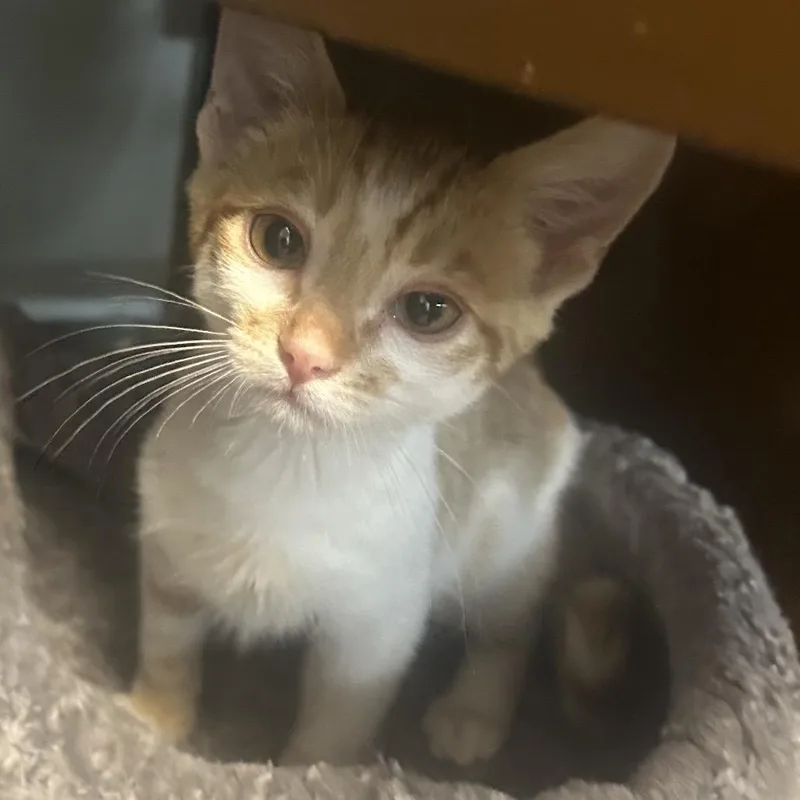 A baby small-sized male Orange / Red Domestic Short Hair cat named Cheeto for adoption in Point Richmond, CA