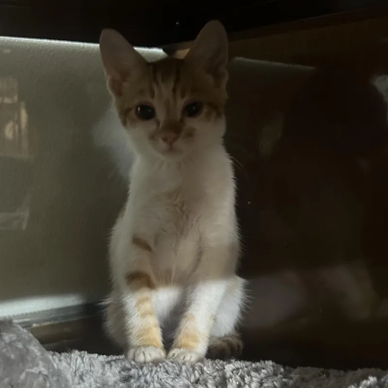 Cheeto thumbnail 2