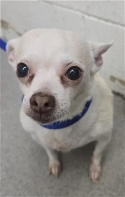 An adult small-sized female Chihuahua dog named Lourdes for adoption in San Bernardino, CA