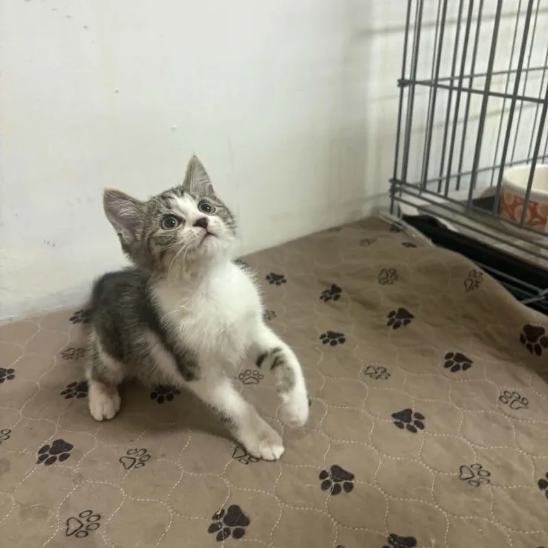 A baby small-sized female White Domestic Short Hair cat named Dani for adoption in Clairton, PA