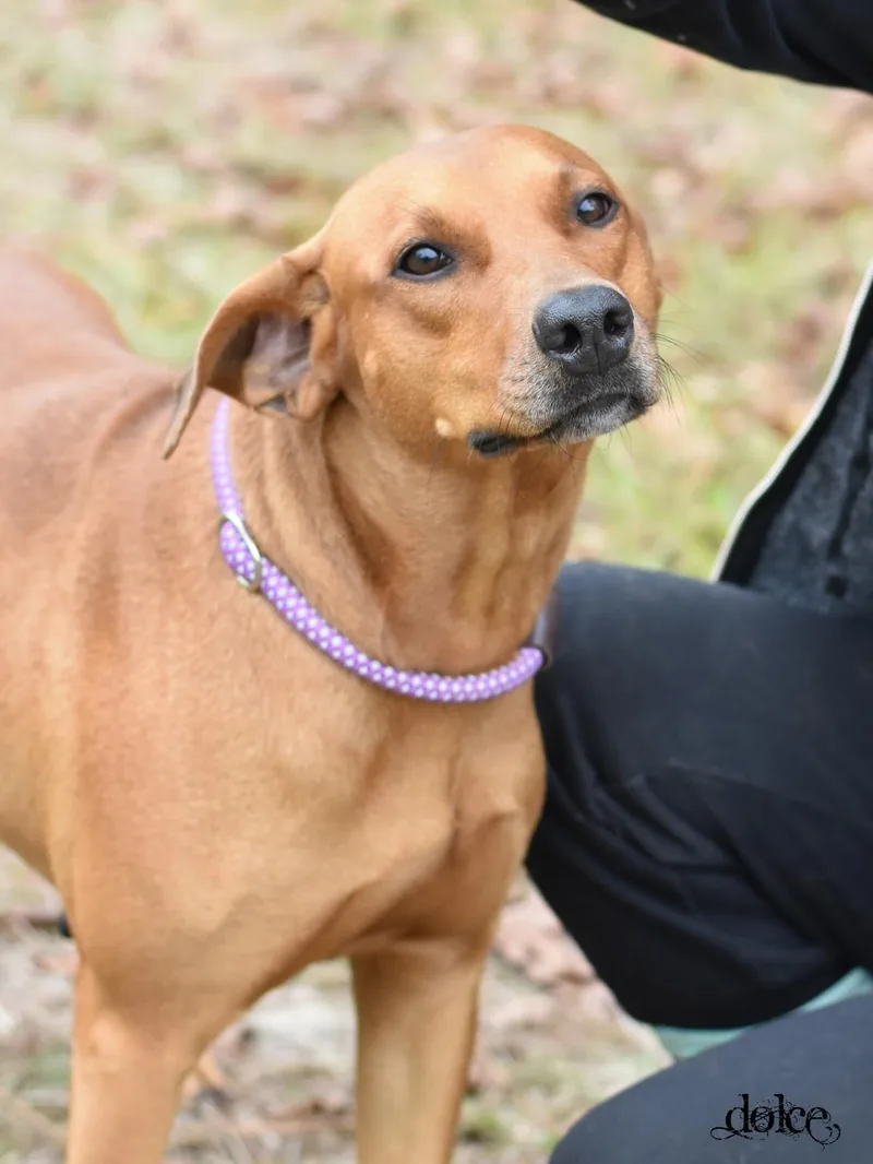 An adult medium-sized female Vizsla dog named Dolce for adoption in Houston, TX