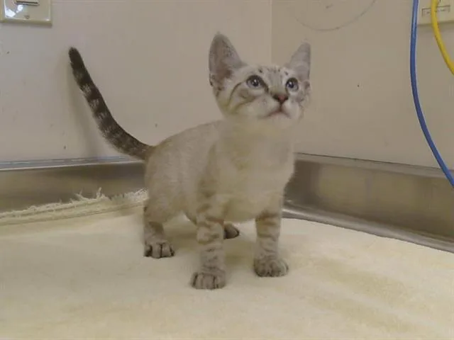 Templeton
