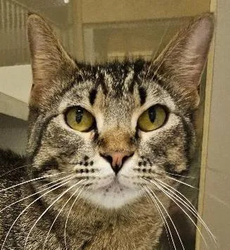 An adult medium-sized female Tabby (Brown / Chocolate) Domestic Short Hair cat named Nutmeggy for adoption in Tulsa, OK