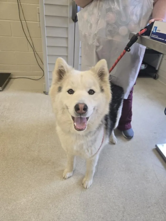 A young large-sized female Alaskan Malamute dog named North for adoption in Hagerstown, MD