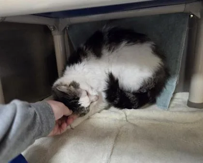 A senior medium-sized male Domestic Short Hair cat named Snowball for adoption in Westland, MI