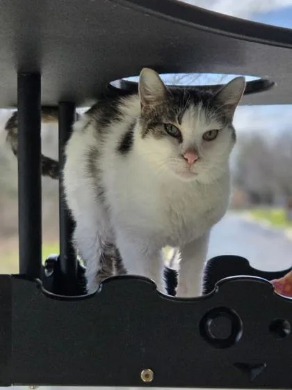 Snowball thumbnail 2