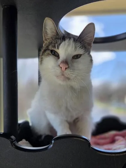 Snowball thumbnail 3