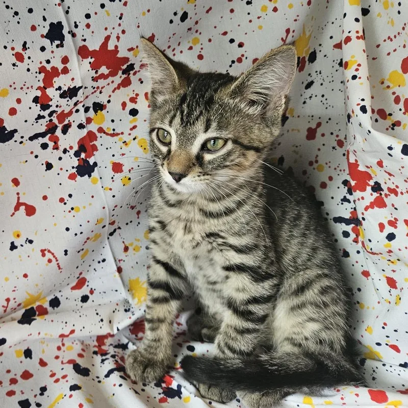 A baby small-sized male Brown / Chocolate Domestic Short Hair cat named Dyson Yap for adoption in Eaton Rapids, MI