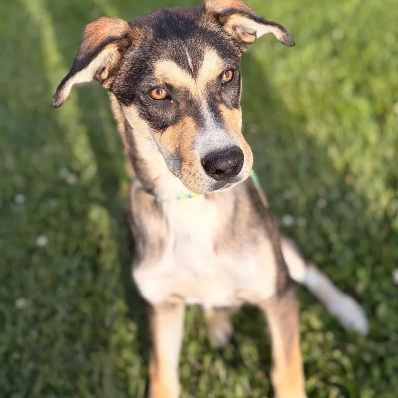A baby medium-sized male Black Mixed Breed dog named Scottie for adoption in Joliet, IL