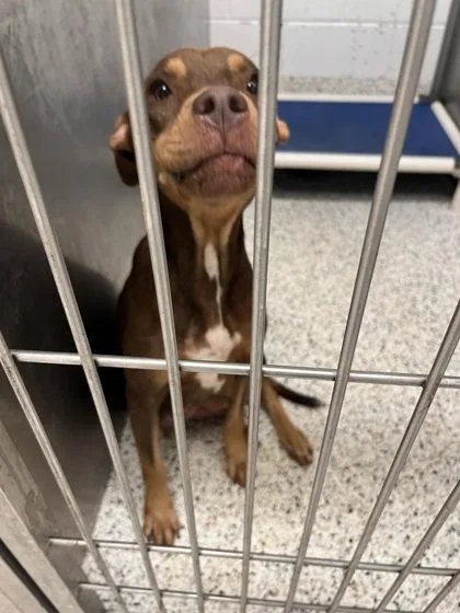 An adult medium-sized female Mixed Breed dog named Ardley for adoption in Atlanta, GA