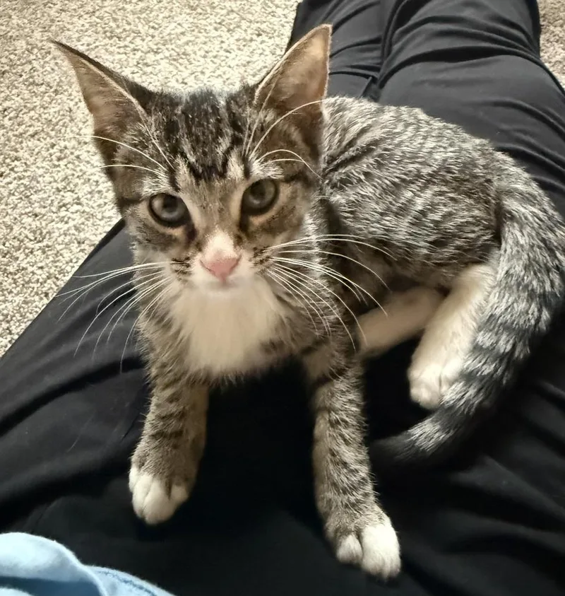 A baby small-sized female Domestic Short Hair cat named Shale for adoption in Mundelein, IL