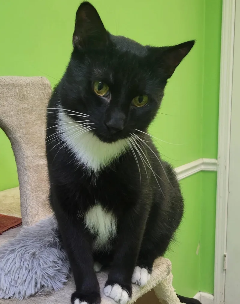 An adult medium-sized male Black & White / Tuxedo Tuxedo cat named Pipsqueak for adoption in Memphis, TN