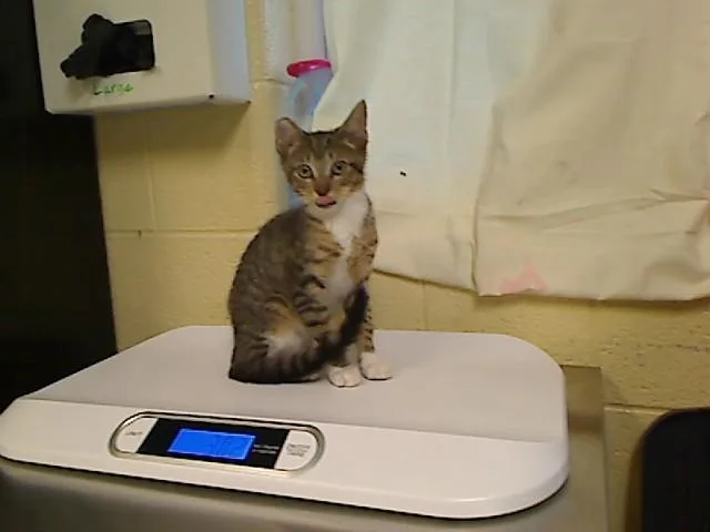 A baby medium-sized male Domestic Short Hair cat named Meeno for adoption in Cookeville, TN