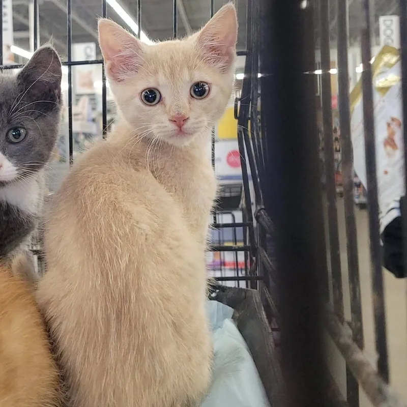 A baby small-sized female Buff / Tan / Fawn Domestic Short Hair cat named Davallia for adoption in Rochester, MN