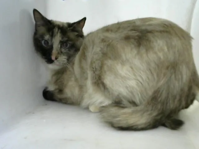 A young medium-sized female Domestic Short Hair cat named Bella for adoption in Albuquerque, NM