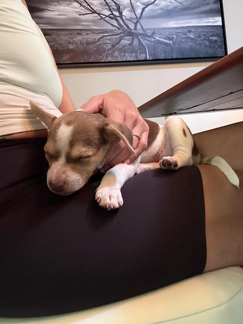 A baby small-sized male Pembroke Welsh Corgi dog named Simon for adoption in Penryn, CA