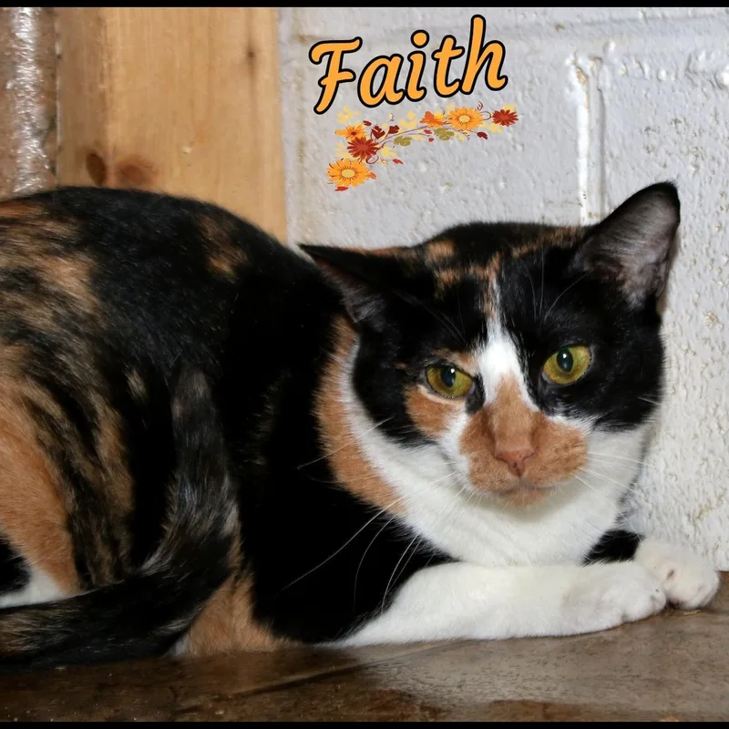 An adult medium-sized female Calico cat named Faith for adoption in Shippenville, PA