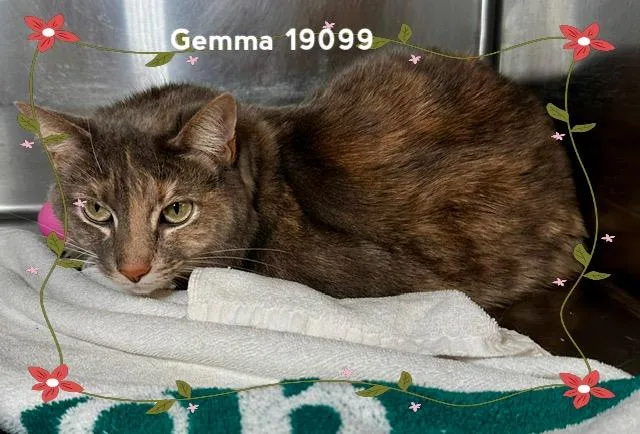 An adult medium-sized female Dilute Calico Domestic Short Hair cat named Gemma for adoption in Marietta, GA