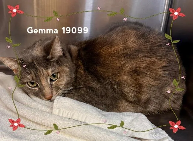 Gemma thumbnail 2