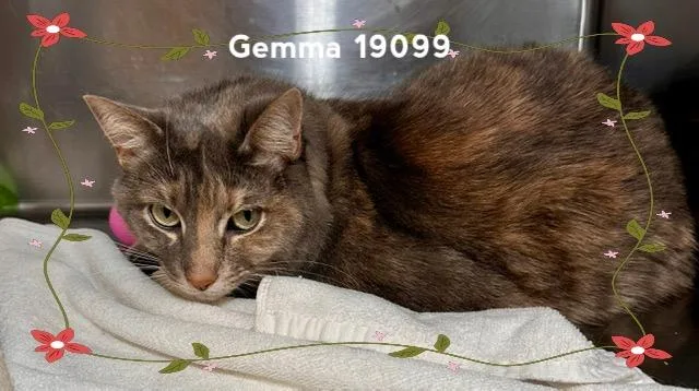 Gemma thumbnail 3