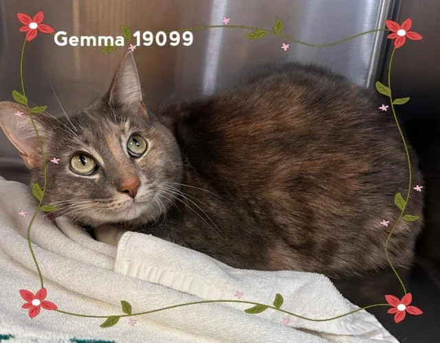 Gemma thumbnail 4