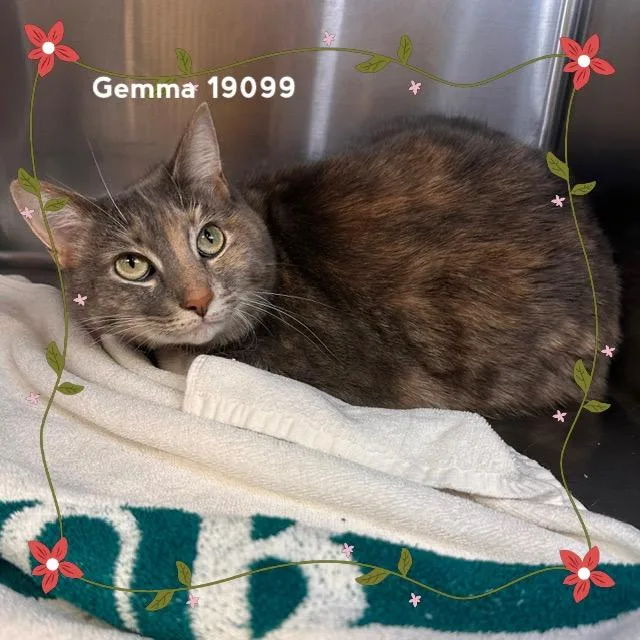 Gemma thumbnail 5