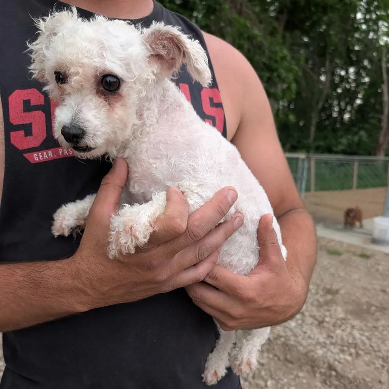 An adult small-sized female White / Cream Bichon Frise dog named Zada for adoption in Rochester, MN