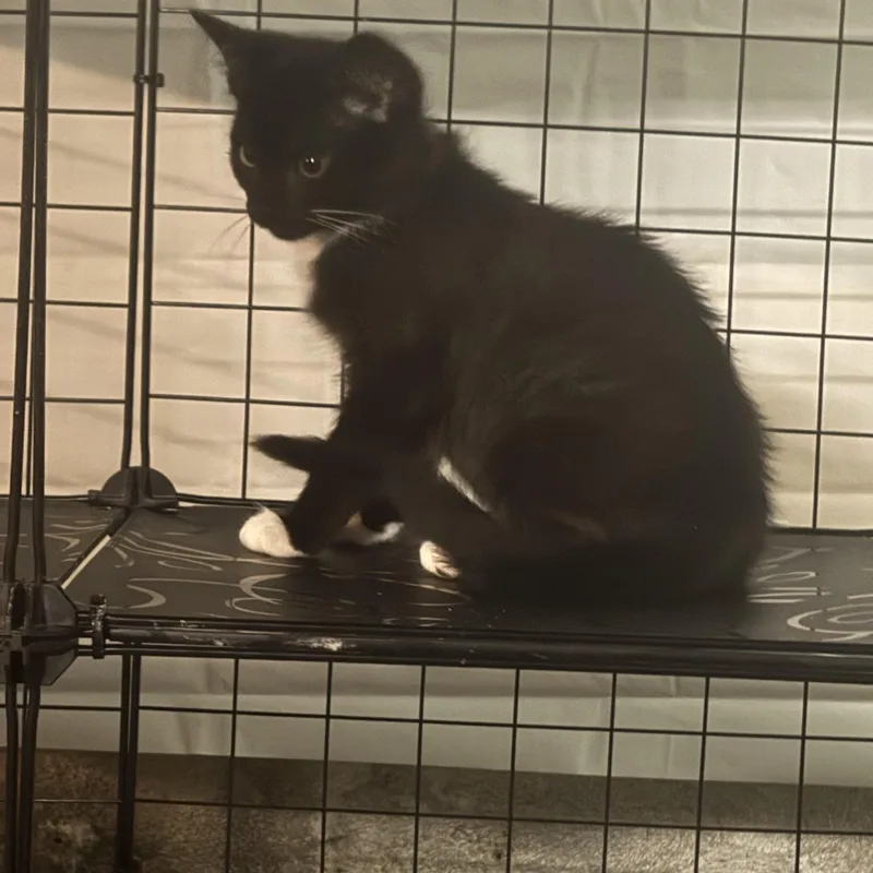 A baby small-sized male Black & White / Tuxedo Domestic Short Hair cat named Simon for adoption in Pittsburgh, PA