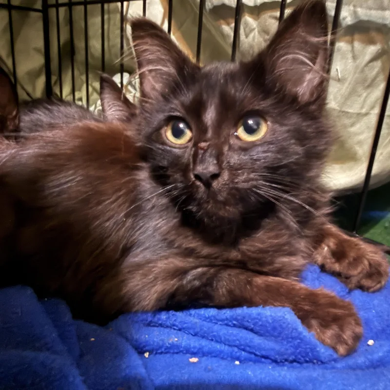 Salem