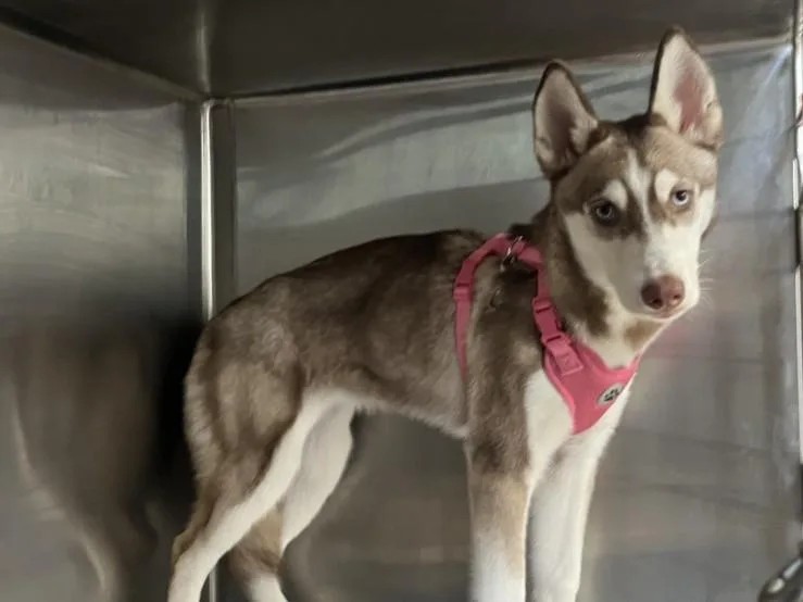 A young medium-sized female Husky dog named Cashew for adoption in San Pedro, CA