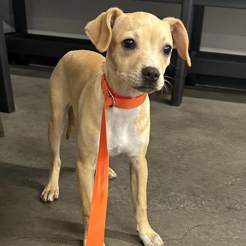A baby small-sized female White / Cream Chihuahua dog named Peanut for adoption in Tampa, FL